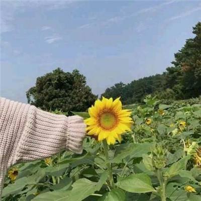 红日游戏最新版中文版下载